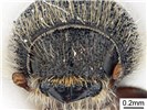 Adult Ips subelongatus (larch bark beetle); adult, anterior view of head capsule. Museum set specimen. Collecting location Russia, Primorskiy Krai.