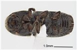 Adult Ips subelongatus (larch bark beetle); adult, ventral view. Museum set specimen. Collecting location Russia, Primorskiy Krai.