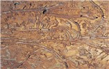 Larval galleries Ips subelongatus (larch bark beetle); larval galleries.