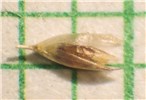 Spikelet Sporobolus pyramidatus (whorled dropseed); single spikelet. Miami-Dade County, Florida, USA. April 2016.