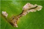 Damage symptoms Phthorimaea operculella (potato tuber moth); damage symptoms, showing final instar larva in a leaf mine on tobacco (Nicotiana tabacum). North Carolina Department of Agriculture, USA.