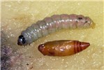 Larva and pupa Phthorimaea operculella (potato tuber moth); final instar larva and, pupa.
