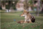 Adult Canis latrans (coyote); adult, loafing in Resort Corridor, Scottsdale, Arizona, USA. June 2011.