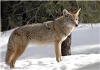 Adult anis latrans (coyote); adult, in snow. South Rim of Grand Canyon National Park, USA. February 2008.