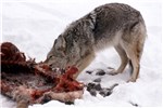 Adult Canis latrans (coyote); adult, feeding on an Elk (Cervus canadensis) carcass. Yellowstone National Park, USA. February 1989.