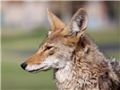 Adult Canis latrans (coyote); close-up of adult head. Resort Corridor, Scottsdale, Arizona, USA. June 2011.
