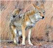Scent marking Canis latrans (coyote); adult, scent marking. Bandelier, Los Alamos, New Mexico, USA. November 2010.