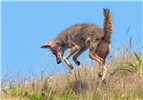 Hunting Canis latrans (coyote); adult showing typical 'pouncing' behaviour, used when hunting for small mammals, etc. Golden Gate National Recreation Area, Sausalito, California, USA. May 2012.