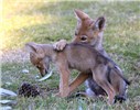 Pups Canis latrans (coyote); pups. Mesa, Arizona, USA. May 2010