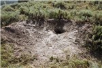 Den site Canis latrans (coyote); den site. Jackson Hole, Wyoming, USA. August 2009.