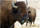 Head Bos bison (American bison); close view of head (cow).
