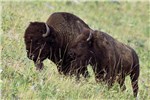 Bull and cow Bos bison (American bison); bull and cow.