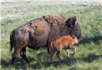 Cow and calf Bos bison (American bison); cow and calf. National Bison Range, Montana, USA.