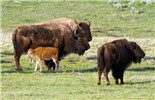 Cows and a suckling calf Bos bison (American bison); cows and a suckling calf. Yellowstone NP, Wyoming, USA. May 2016.