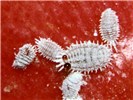Adults Pseudococcus calceolariae (scarlet mealybug); adults, on pomegranate (Punica granatum). When disturbed, these insects eject a defensive red liquid - note the two droplets on the large mealybug in the centre of the picture.