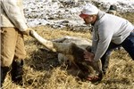 Cover for proximal limb disorders in cattle - bones and joints