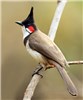 Adult Pycnonotus jocosus (red whiskered bulbul); adult male, perched.