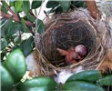 Nest Pycnonotus jocosus (red-whiskered bulbul); nest (in Eugenia koolauensis) with young and an egg. Introduced to the Hawaiian Islands of Oʻahu. August 2009