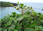Habit Morinda citrifolia (Indian mulberry); habit. Waianapanapa, Maui, Hawaii, USA. April 2006.