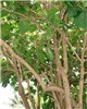 Branches and foliage Morinda citrifolia (Indian mulberry); branches and foliage. Waianapanapa State Park Hana, Maui, Hawaii, USA. March 2007.