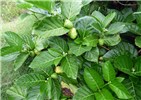 Fruiting habit. Morinda citrifolia (Indian mulberry); fruiting habit. Waihee Coastal Preserve, Maui, Hawaii, USA. June 2016.