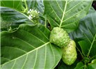 Flowers, fruits and foliage Morinda citrifolia (Indian mulberry); flowers, fruits and foliage. Waihee Coastal Preserve, Maui, Hawaii, USA. June 2016.