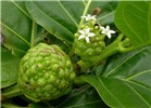 Flowers and fruit Morinda citrifolia (Indian mulberry); flowers and unripe fruit. Waianapanapa, Maui, Hawaii, USA. April 2006.