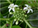 Flowers Morinda citrifolia (Indian mulberry); flowers. Waihee Coastal Preserve, Maui, Hawaii, USA. June 2016.