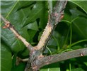 Feeding damage Anoplophora glabripennis (Asian longhorned beetle); adult feeding damage (stripped bark).