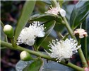 Flowers Flowers and flower buds of P. cattleianum.