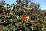 Fruits High fruit production of P. cattleianum exposed to the sun.