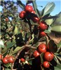 Red fruits Red fruited P. cattleianum.
