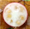 Pulp and seeds Pulp and seeds in P. cattleianum fruit.