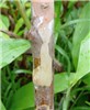 Bark P. cattleianum stem bark.
