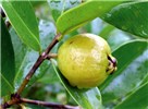 Yellow fruits Yellow fruited Psidium cattleianum var. lucidum.