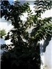 Tree habit