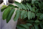 Foliage