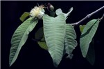 Foliage Psidium guajava; foliage and flowers.
