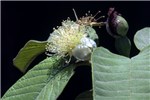 Flowers Psidium guajava; close-up of flowers.