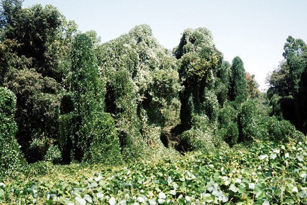 Roadside infestation Kudzu covering trees and roadside. Near Horn Lake, Mississippi, USA.