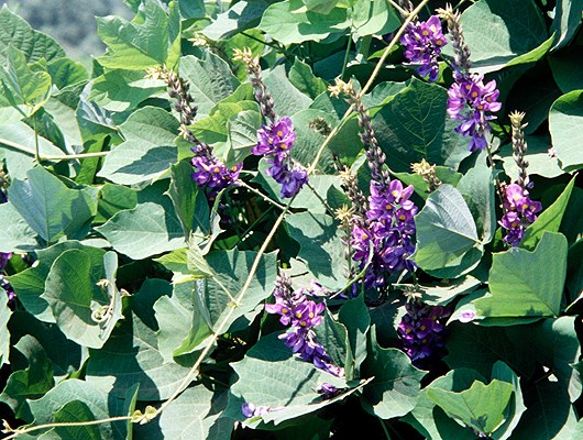 Flowering plant Kudzu in flower. Wenfu Town, China.