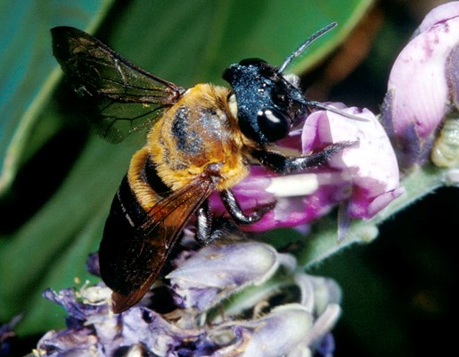 Pollinator Bee, Megachile sculpturalis, pollinating kudzu. Bai Shaling, China.
