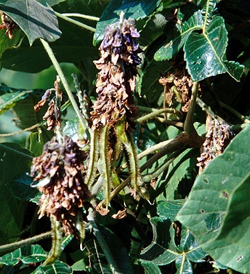 Mature flowers Mature kudzu flowers with developing seed pods.