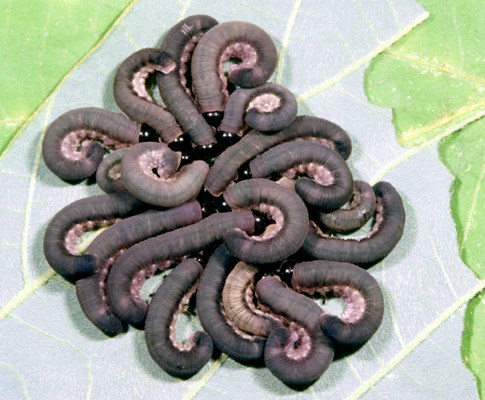 Natural enemy Gregarious sawfly larvae on the underside of a kudzu leaf. Jiuhua Mountains, China.