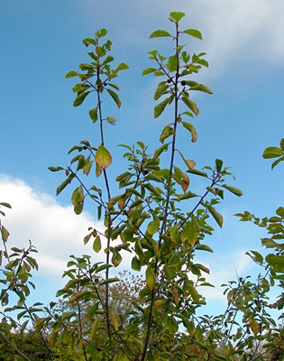 Habit Frangula alnus, habit in garden. Cholsey, Oxfordshire, UK. 23rd October 2010.