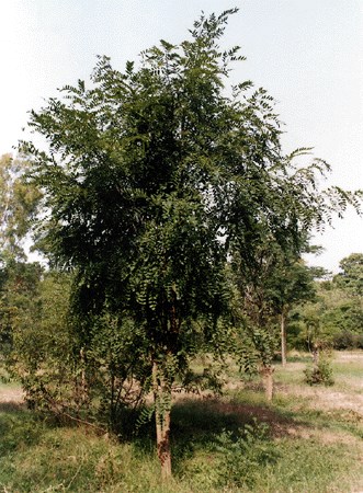 Tree R. pseudoacacia tree.