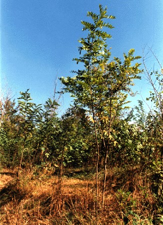 Young trees R. pseudoacacia trees in Pakistan.