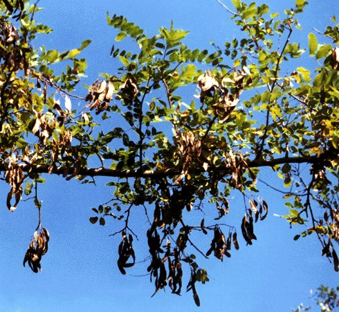Branch with pods R. pseudoacacia branch with seed pods.