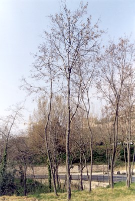 Winter aspect R. pseudoacacia tree, 9 m high, d.b.h. 18 cm, about 15-years-old. Location: roadside in Assisi (Perugia), Umbria, Italy.