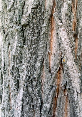 Bark of adult tree Bark of adult tree.
